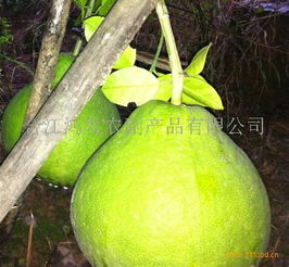 鴻發農副產品加盟 開啟綠色健康事業，共創財富未來